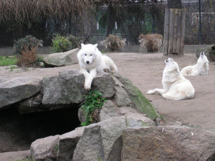 Картинка berlin zoo животные волки