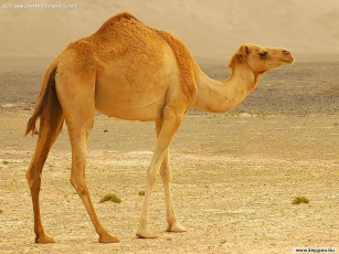 Картинка животные верблюды