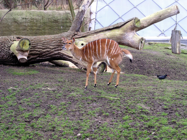 Обои картинки фото berlin, zoo, животные, антилопы