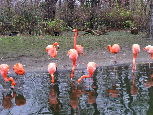 Обои картинки фото berlin, zoo, животные, фламинго