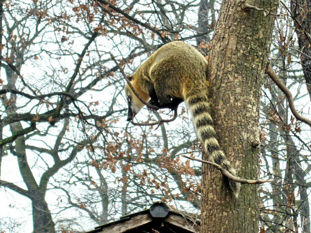 Обои картинки фото berlin, zoo, животные, коати, носухи