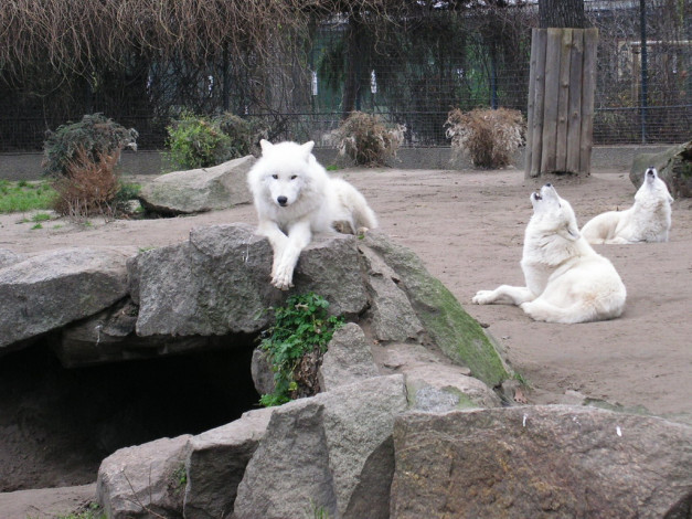 Обои картинки фото berlin, zoo, животные, волки