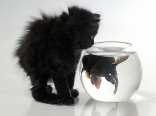 Картинка котейка рыбкой животные разные вместе
