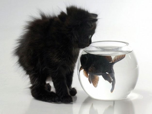Обои картинки фото котейка, рыбкой, животные, разные, вместе