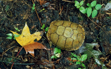 Картинка животные Черепахи