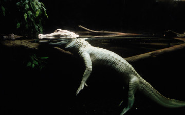 Картинка животные крокодилы