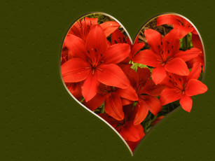 Картинка цветы лилии лилейники сердечко