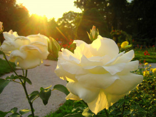 Картинка цветы розы солнце парк