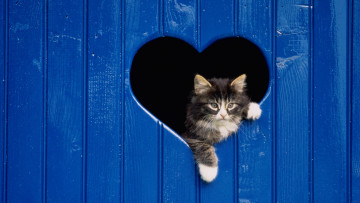 Картинка животные коты сердечко доски