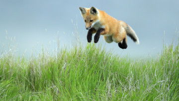 Картинка животные лисы охота прыжок лиса