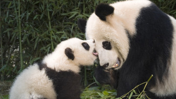 обоя животные, панды, панда