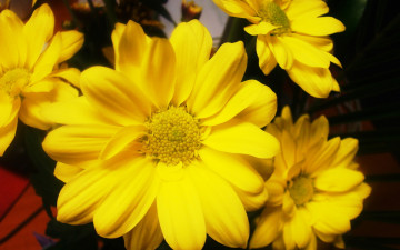 Картинка цветы хризантемы яркий желтый