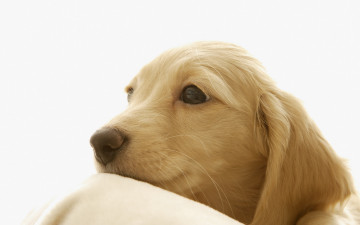 Картинка животные собаки красота нежность собака