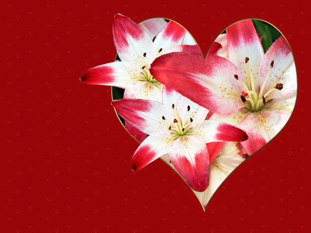Обои картинки фото цветы, лилии, лилейники, красный, сердечко