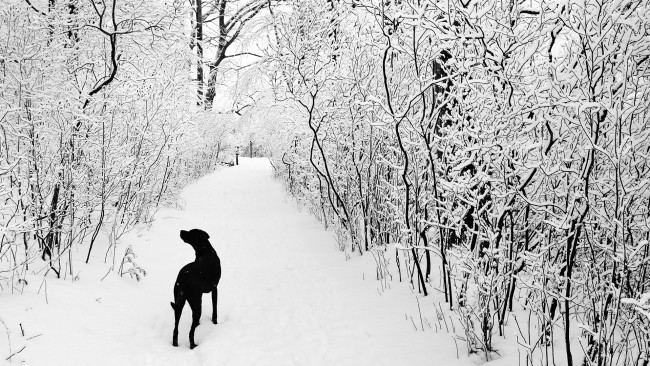 Обои картинки фото животные, собаки, лес, снег, зима