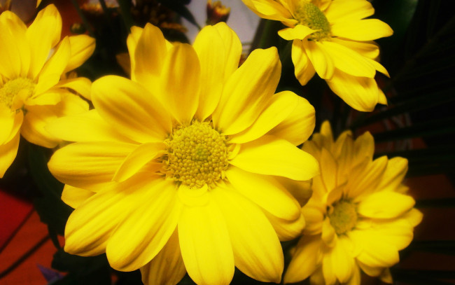 Обои картинки фото цветы, хризантемы, яркий, желтый