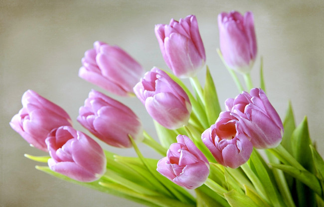 Обои картинки фото цветы, тюльпаны, нежность, розовый