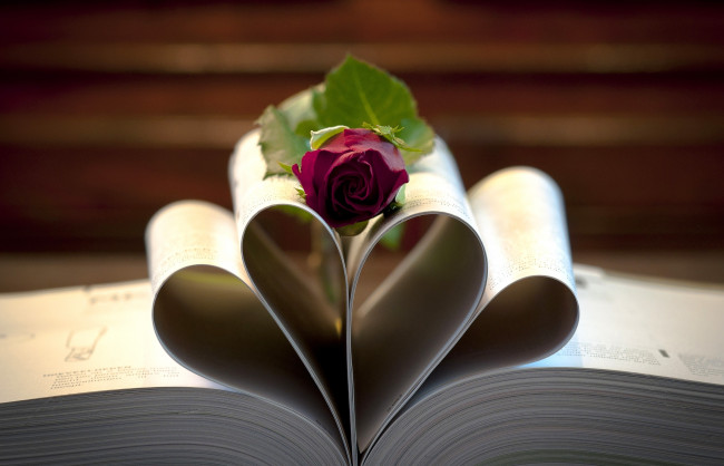 Обои картинки фото цветы, розы, страницы, книга, роза, сердечко