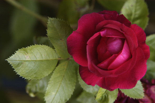 Обои картинки фото цветы, розы, бордовый