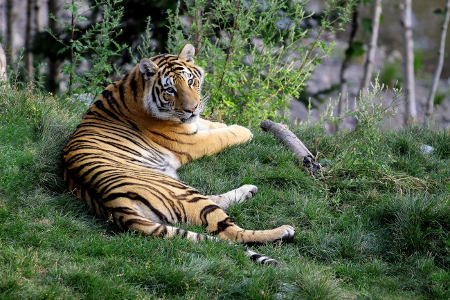 Обои картинки фото тигр, траве, животные, тигры, лежит, трава