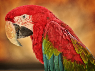Картинка животные попугаи ара клюв
