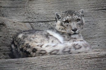 Картинка животные снежный барс ирбис леопард дикая кошка