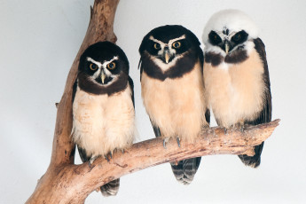 Картинка животные совы трио