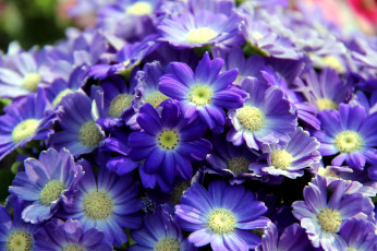Картинка цветы цинерария синий много