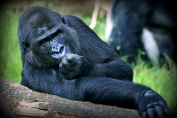 Картинка животные обезьяны горилла