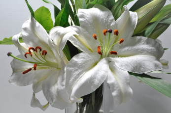 Картинка цветы лилии лилейники белый макро