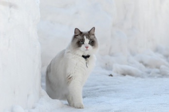Картинка животные коты снег
