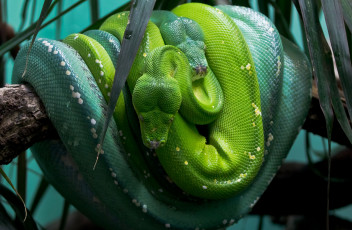 Картинка животные змеи питоны кобры пара зеленый