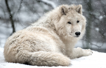 обоя животные, волки, красавец, арктический, белый