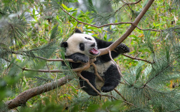 Картинка животные панды дерево bear panda