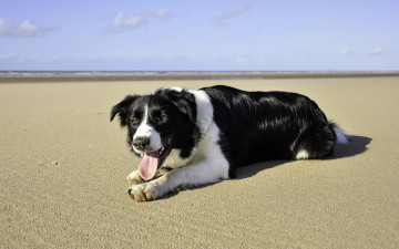 Картинка животные собаки лето пляж море собака