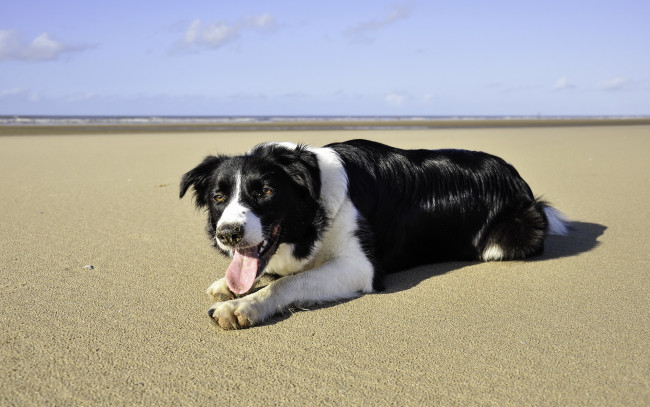 Обои картинки фото животные, собаки, лето, пляж, море, собака