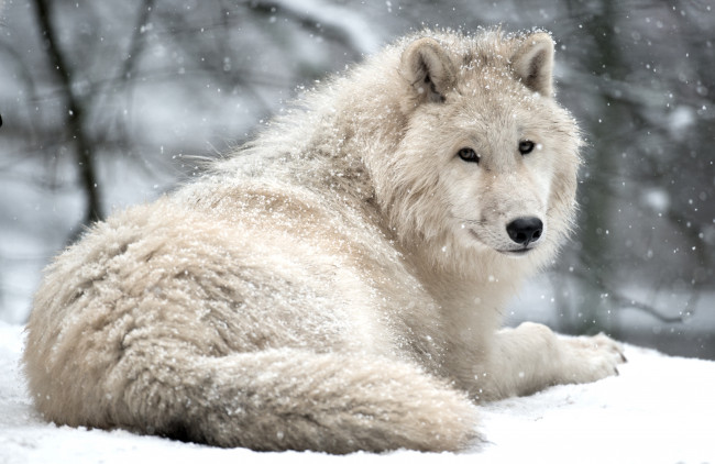 Обои картинки фото животные, волки, красавец, арктический, белый