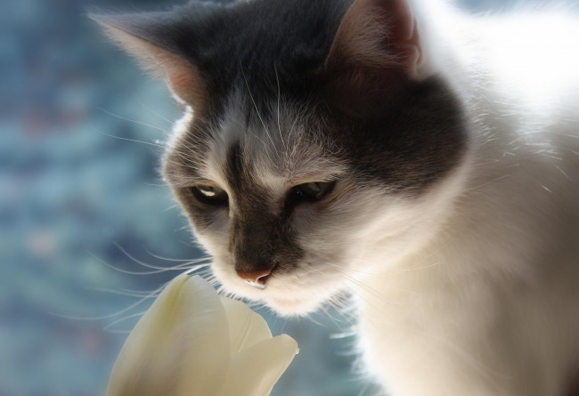 Обои картинки фото животные, коты, мордочка, тюльпан