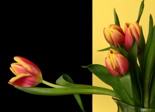Обои картинки фото цветы, тюльпаны, бутоны, фон