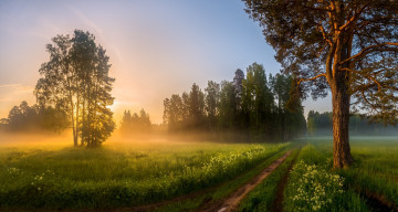 Картинка природа дороги дорожка туман рассвет сосна лашков фёдор