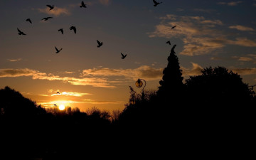 Картинка природа восходы закаты закат небо птицы стая фонарь деревья