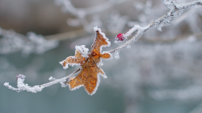 Обои картинки фото природа, макро, лист, ветка, ягода, иней, изморозь, зима, холод, лёд, снег, заморозки
