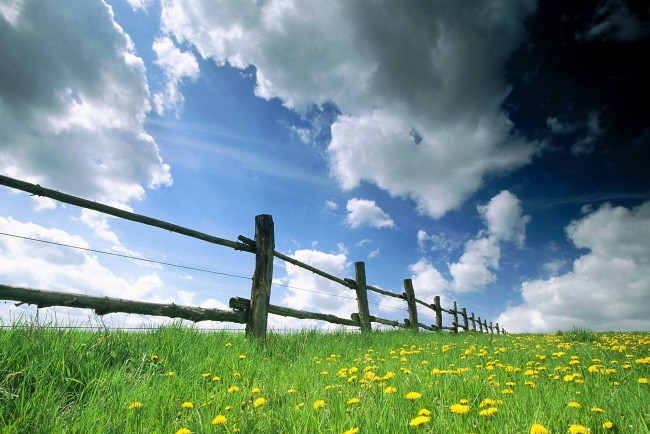 Обои картинки фото природа, луга, небо, одуванчики, трава, изгородь, облака