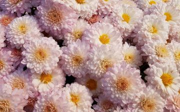 Картинка цветы хризантемы много