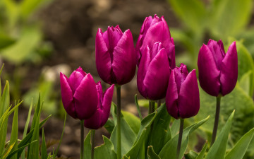 Картинка цветы тюльпаны лиловый