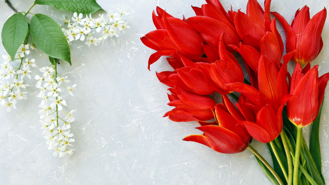 Обои картинки фото цветы, разные вместе, тюльпан, черемуха
