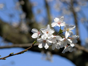 Картинка fleurs de cerisier цветы цветущие деревья кустарники