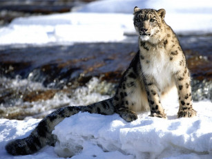 Картинка snow leopard животные снежный барс ирбис