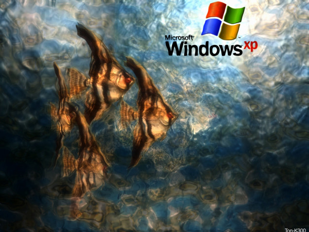 Обои картинки фото компьютеры, windows, xp