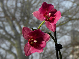 Картинка цветы орхидеи красные